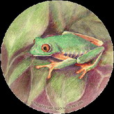 CoasterStone Coasters - Tree Frog
