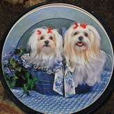 ThirstyStone Maltese Dogs Sandstone Coasters